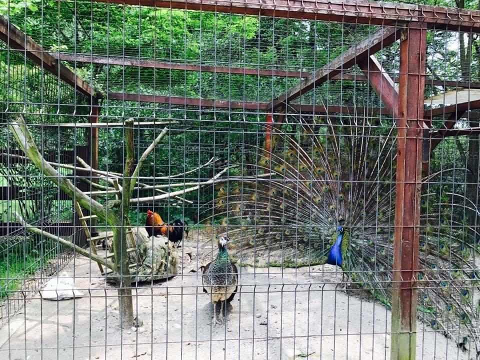 Pension Casa Vanatorilor Băile Olăneşti Εξωτερικό φωτογραφία